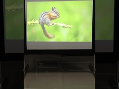 Màn hình máy chiếu gấp nhanh 200